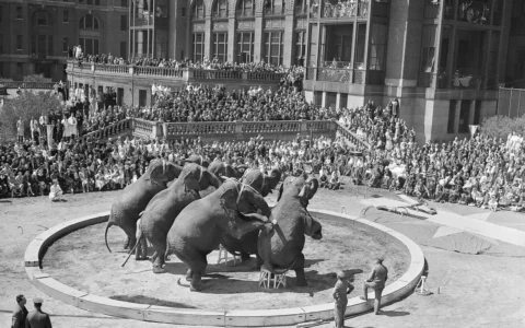 Цирк, циркове життя, circus, circus life, Національний цирк України, Цирк Київ, циркове мистецтво, циркове шоу, circus inspiration, circus arts, circus around the world, circus artist, circus fun, circus show